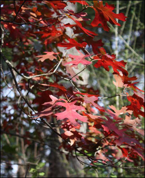 Shumard oak's red fall foliage