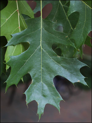 Shumard oak leaf