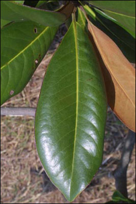 Leaf of Southern magnolia