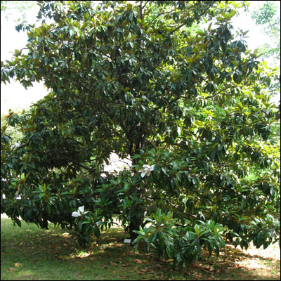 Southern magnolia tree