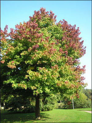 Sweet gum tree with green leaves turning color