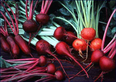 Edible roots of beets
