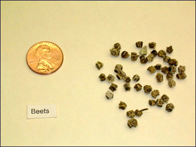 Beet seeds compared in size to a penny
