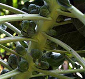 Stalk of brussels sprouts