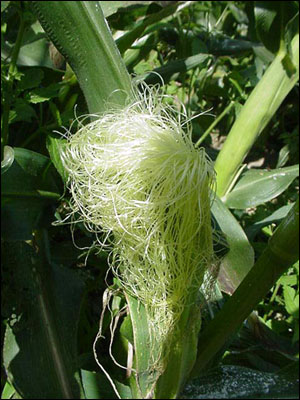 Female part of corn is silk and husk