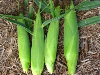 Ears of corn in their husks