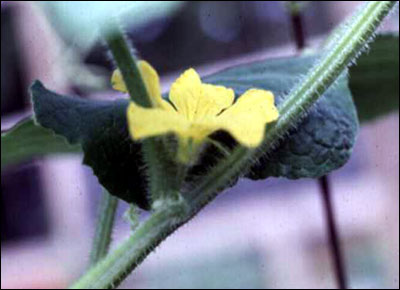 Flower of cucumber plant