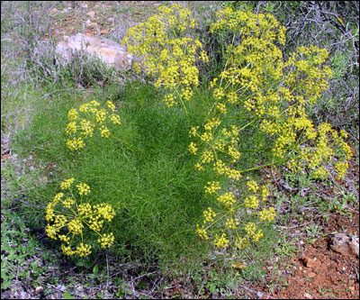 Fennel plant with flowers