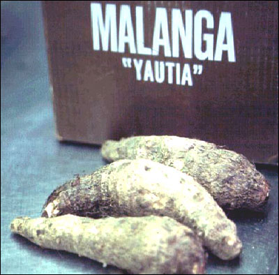 Edible cormels of malanga