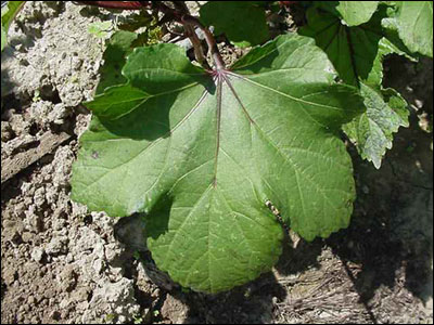Okra leaf