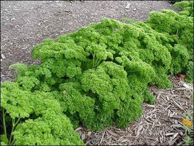 Curly-leaf parsley plant