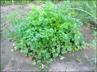 Flat-leaf parsley plant