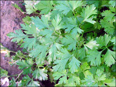 Leaf of flat-leaf parsley