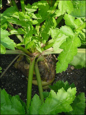 View of parsnip from the top with foliage