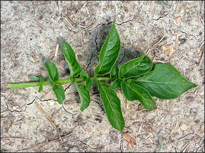 Potato plant leaf