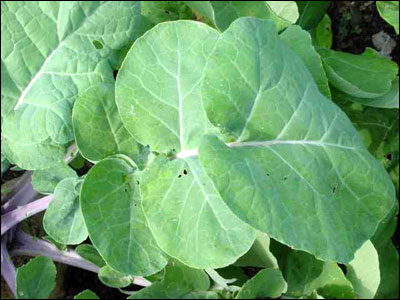 Rutabaga leaf