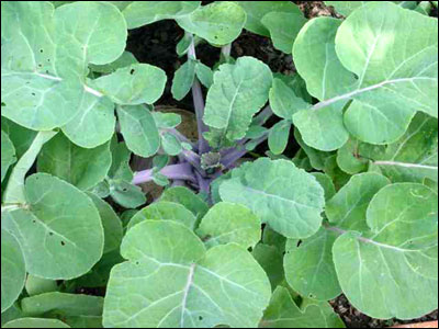 Rutabaga plant
