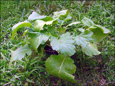 Turnip plant
