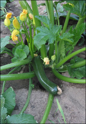 Zucchini plant with fruit and flowers